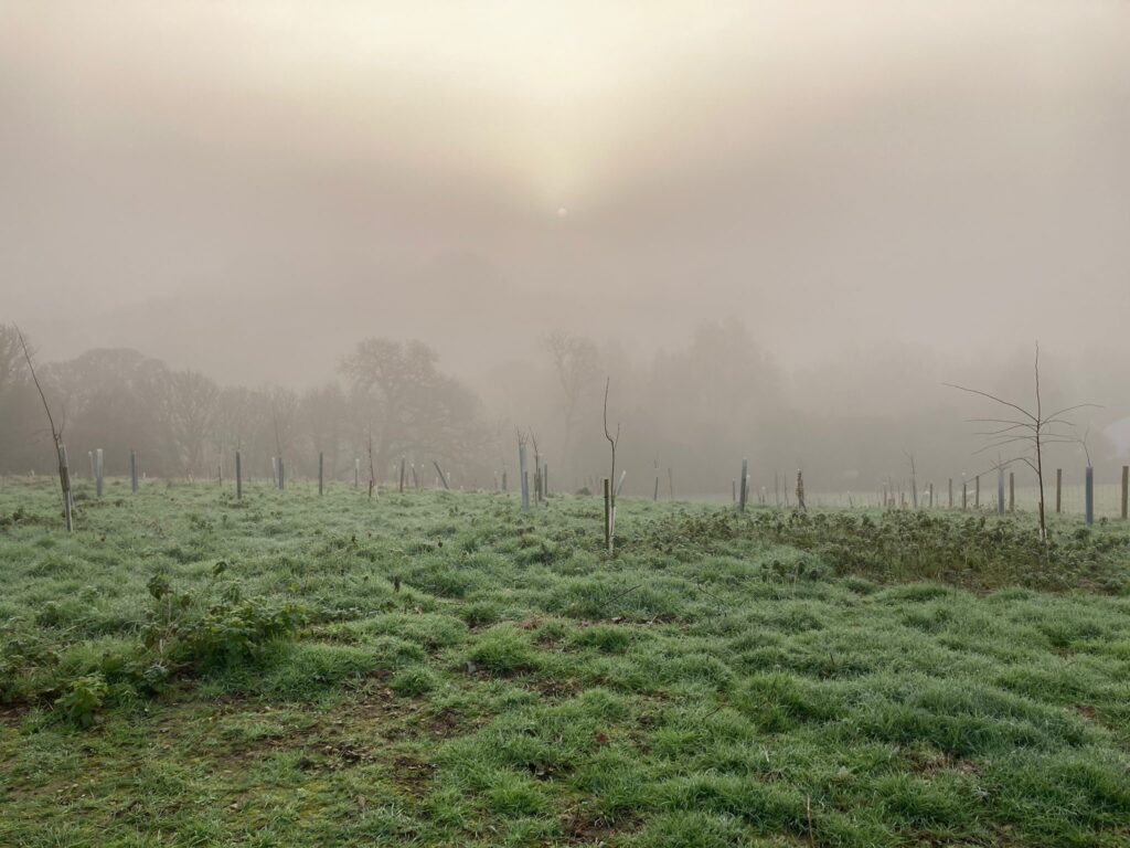 Plant trees, save the planet. Regenerate farmland in Cornwall.